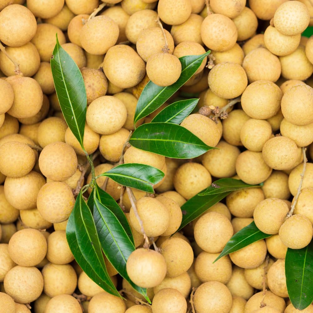 Longan Tree Live Plant in 4 Inches Pot, Longan Seedlings from 6 to 8 Inches Tall, Sweet Fruit Tree for Edible Garden