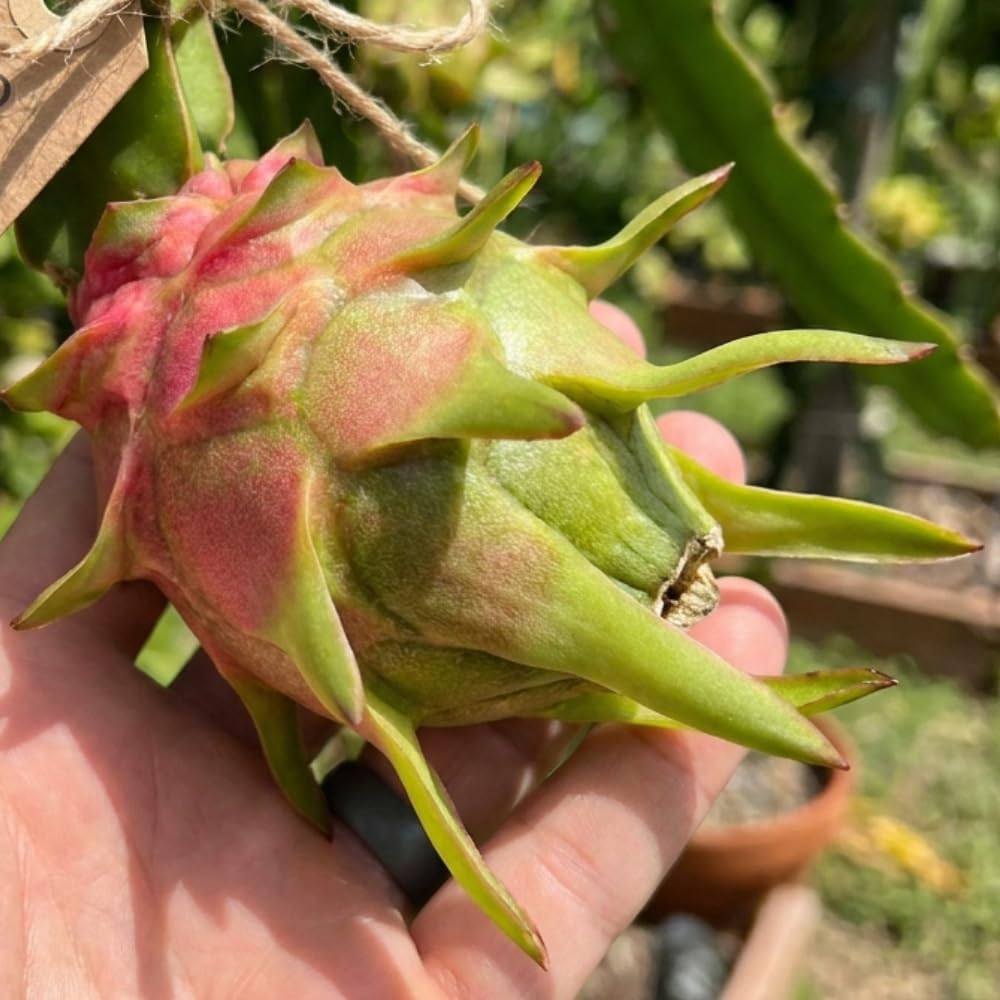 Set 3 Baby Dragon Fruit Plants Live, Sweet Dragon Fruit Plant, Yellow Fruits Tree Starter 3-7 Inches Tall, Tropical Plant for Indoor Outdoor