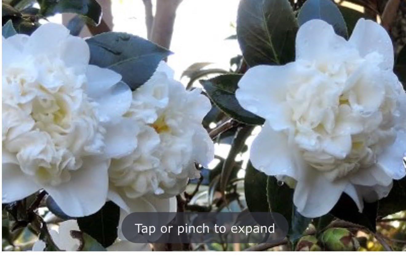 Live Plant - Fifth Avenuecamellia Japonica-Live Starter Plant