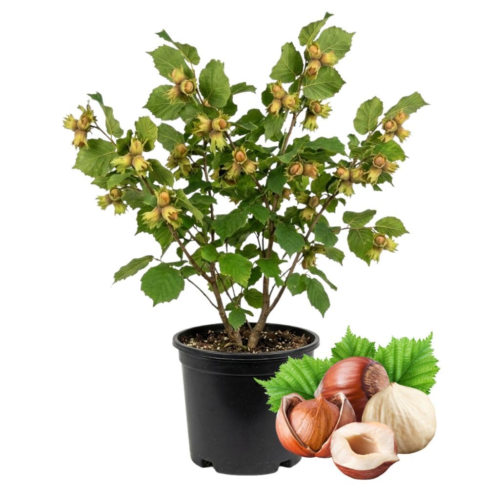 Live American Hazelnut Tree Plant in 3 Gallon Pot, Hazelnut Plant Live 2-3ft Tall, Hardy Nut Tree for Planting Outdoor Garden, No Ship to CA