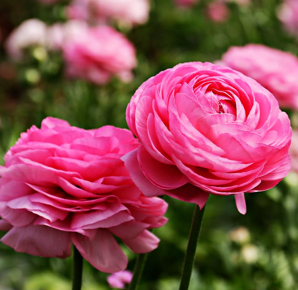 Mixed Peony Ranunculus Bulbs- Persian Buttercup -10 Corms Bulbs Flowering Blooms Perennial Bulbous Root Garden Plant (Pink)