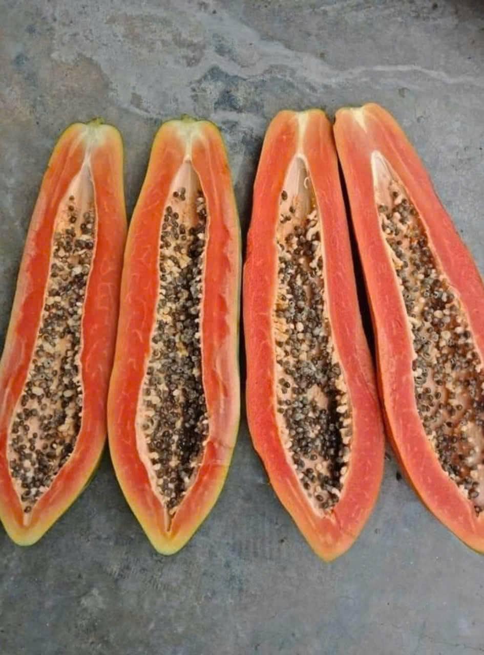 HIGH Germination Mix Papaya 50+ Seeds Đu Đủ Dwarf and Long Non GMO Heirloom - Very Fresh, Rare, Organic, High Yielding, Fast-Maturing and Sweet Flavor - Compact Size for Small Spaces