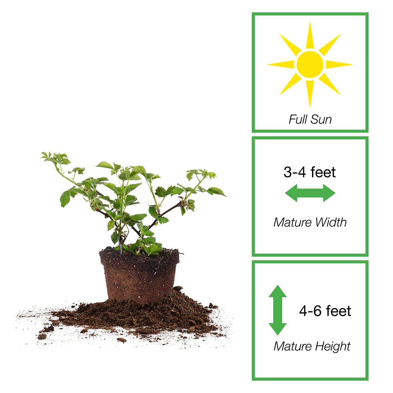 Perfect Plants Arapaho Thornless BlackBerry Bush 1 Gal. Pot Tasty Sweet Fruit Large Firm Berries