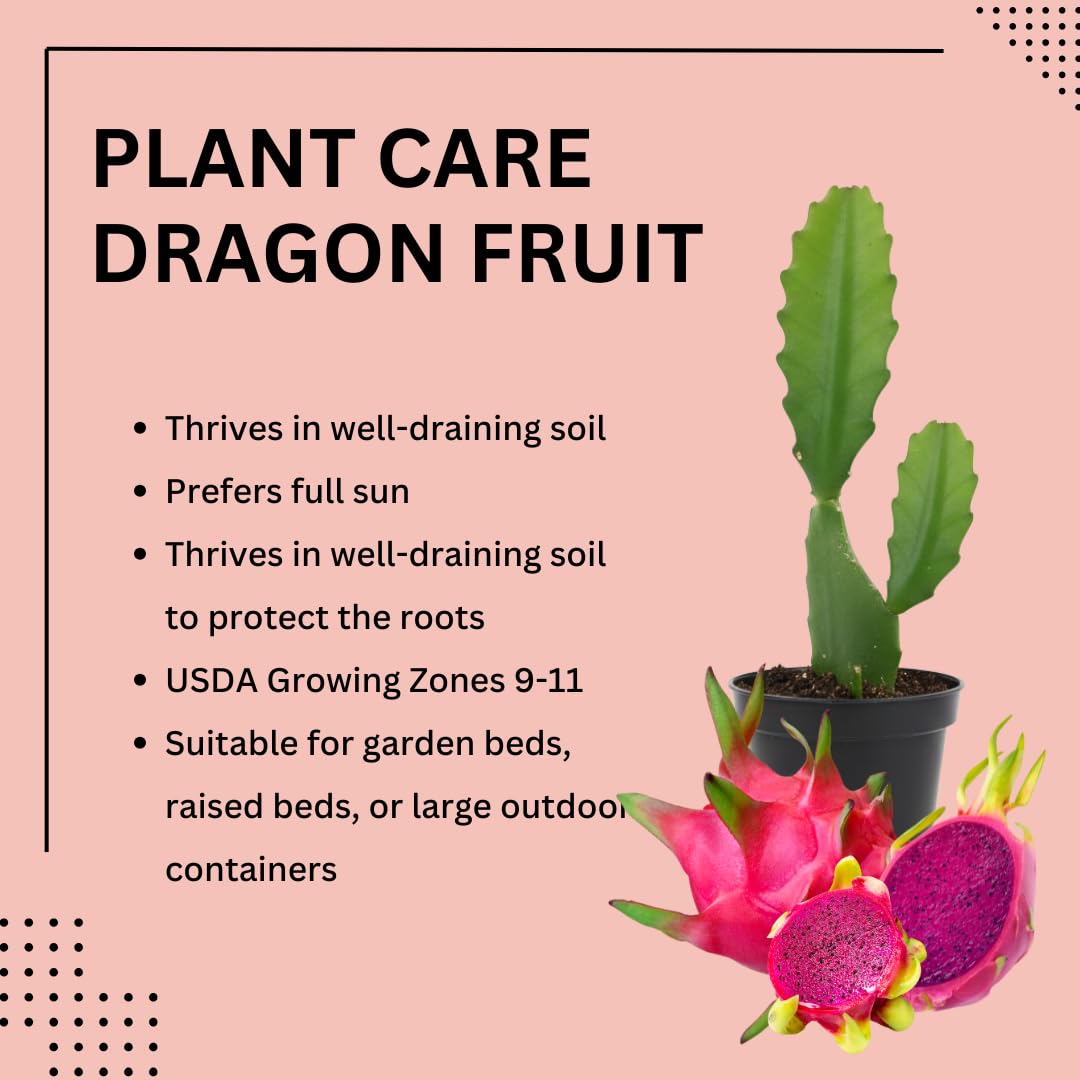 Live Red Dragon Fruit Plant, Tropical Dragon Fruit Vine Plant, 10-12 Inch Tall for Outdoor Planting
