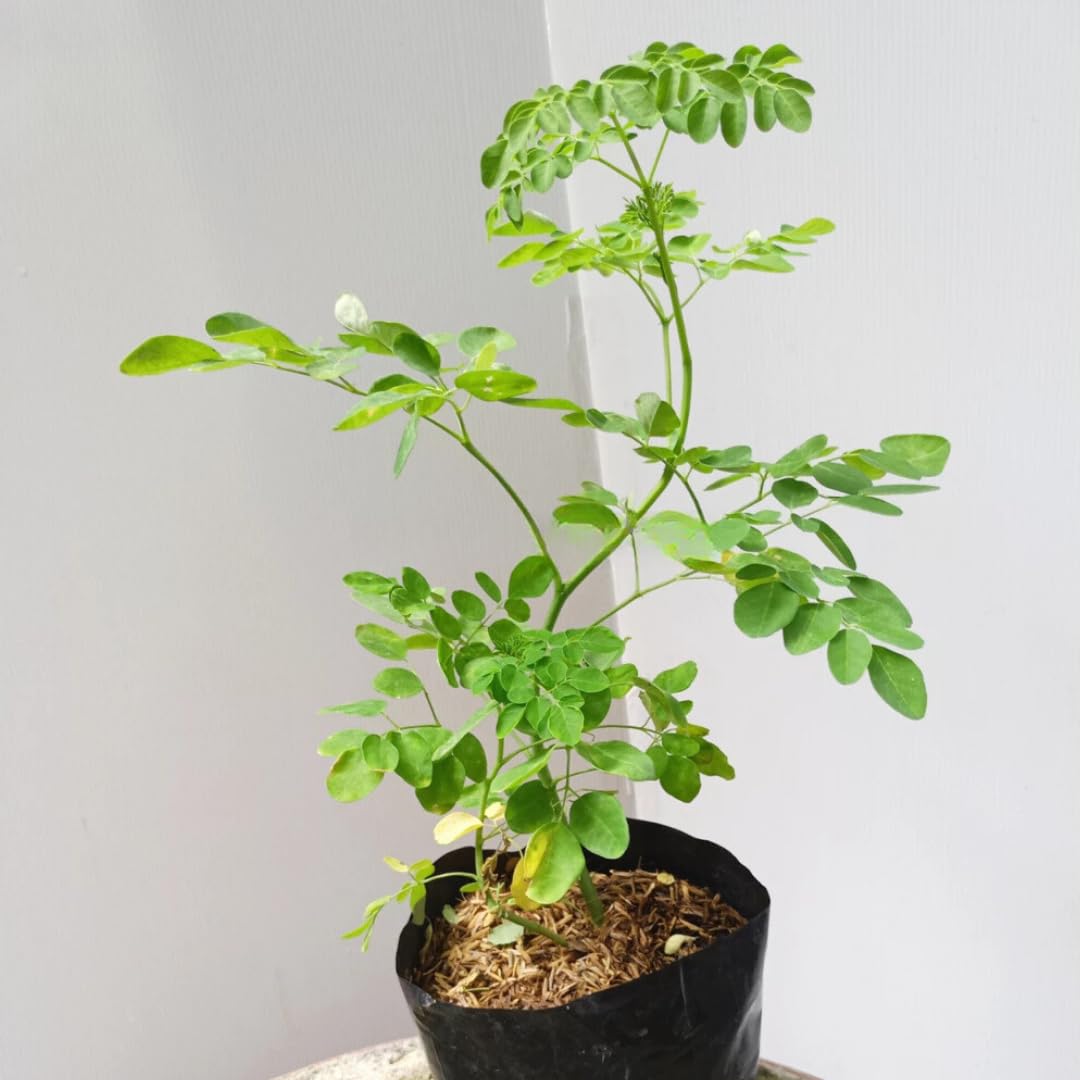 Moringa Tree Live Plant, Malunggay Moring Plant in 4" Pot, 7-10" Well-Rooted, Drumstick Horseradish Trees Live Plants for Planting