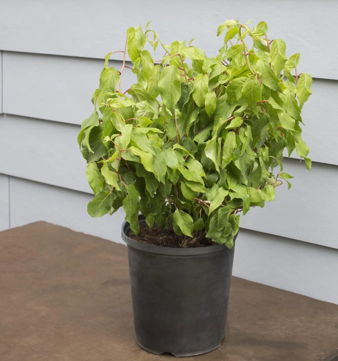 Hardy Kiwi Vine Live 1 Gallon Pot 20 Inches Tall Cold Hardy Fruit Vine Smooth Edible Skin Climbing Plant for Trellis Garden Zones 4 to 8