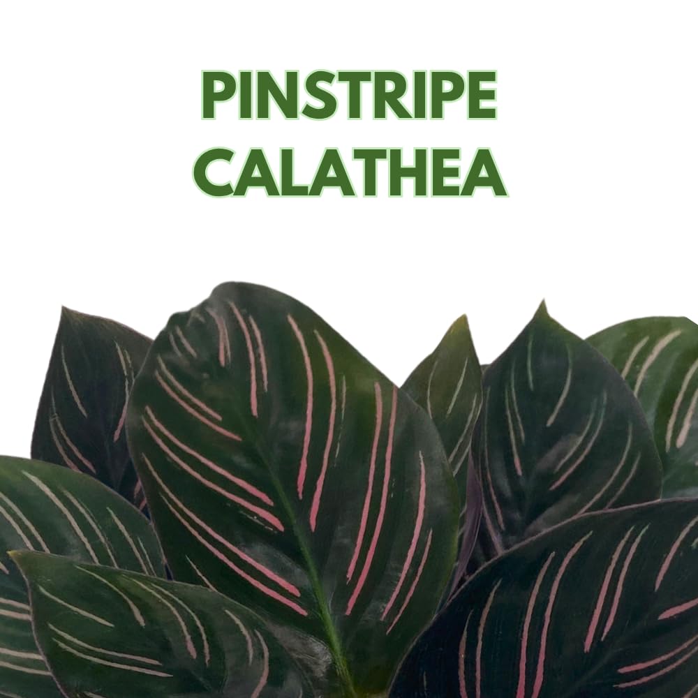 BubbleBlooms Calathea Ornata, Pinstripe Prayer Plant, Zebra, Cathedral, Peacock in 2 inch Pot