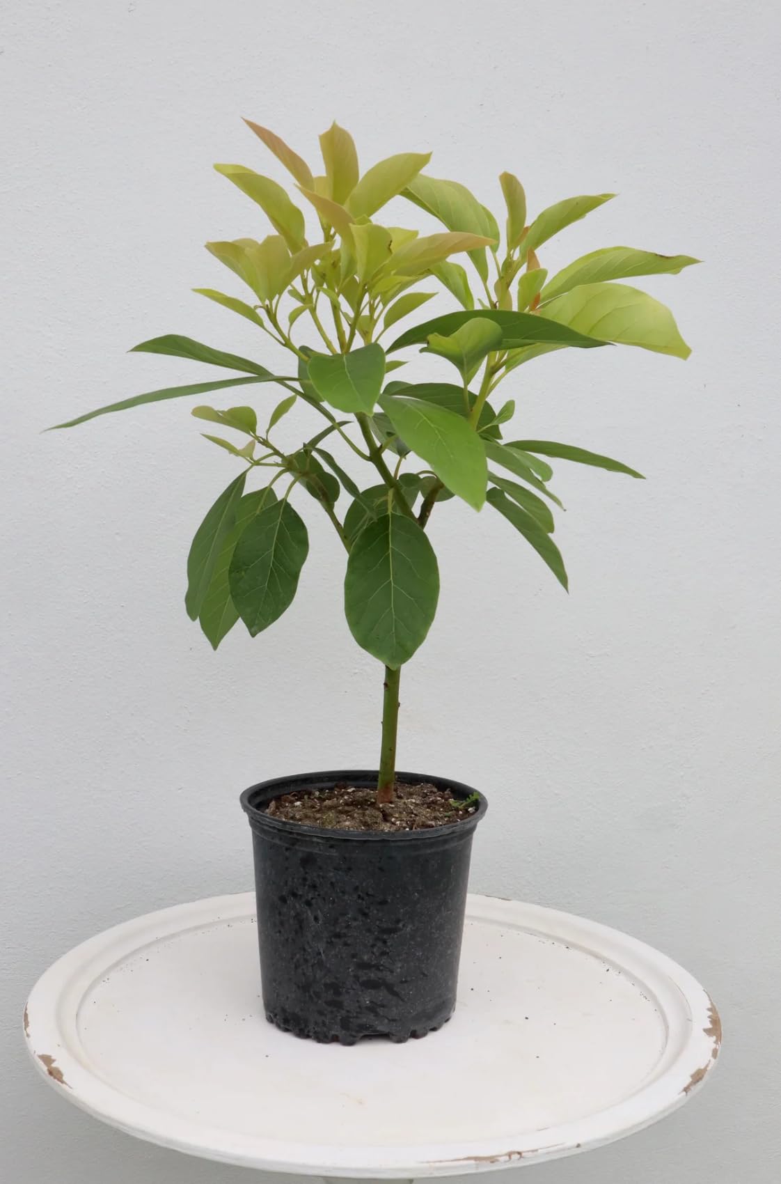 Avocado Long Neck (perseamericana) Live Fruit Tree (Aguacate) (10inch-1ft) Cuello Largo