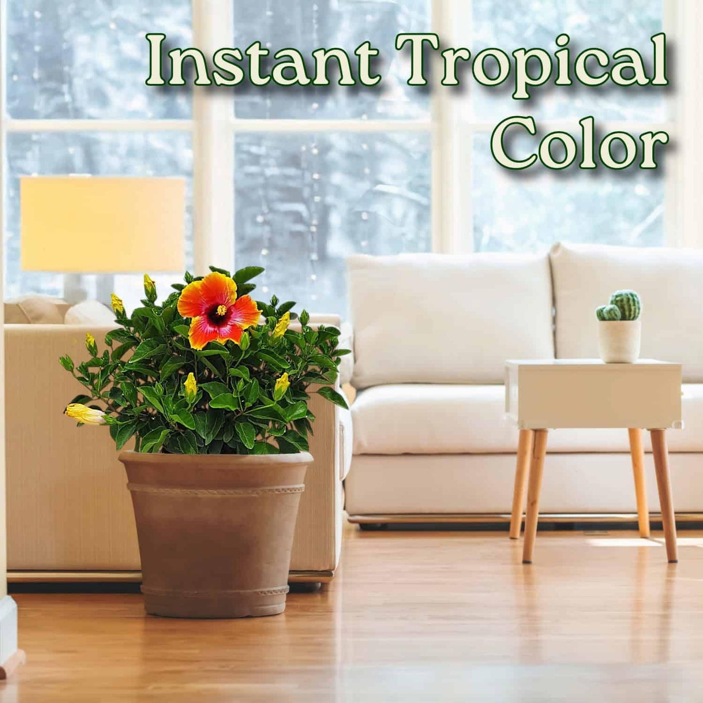 Hibiscus Bush - Fiesta Flower - Tropical Plants of Florida - 3 Gallon Pot - Overall Height 22" to 26" - Sunset Multicolor Blooms