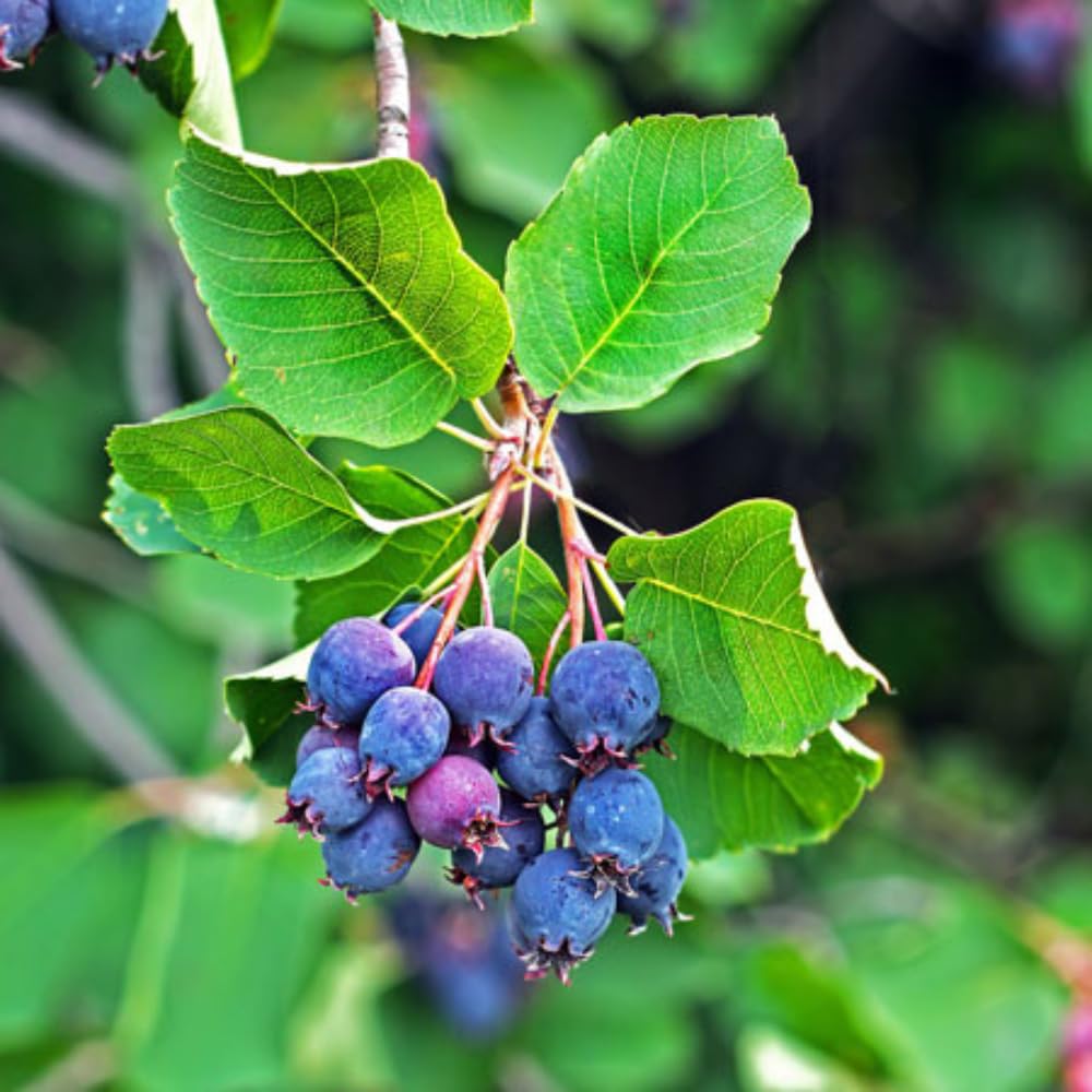 Serviceberry Plant Live for Planting 6 to 12 Inch Tall, Thornless Serviceberry Bush Live Plant for Outdoor