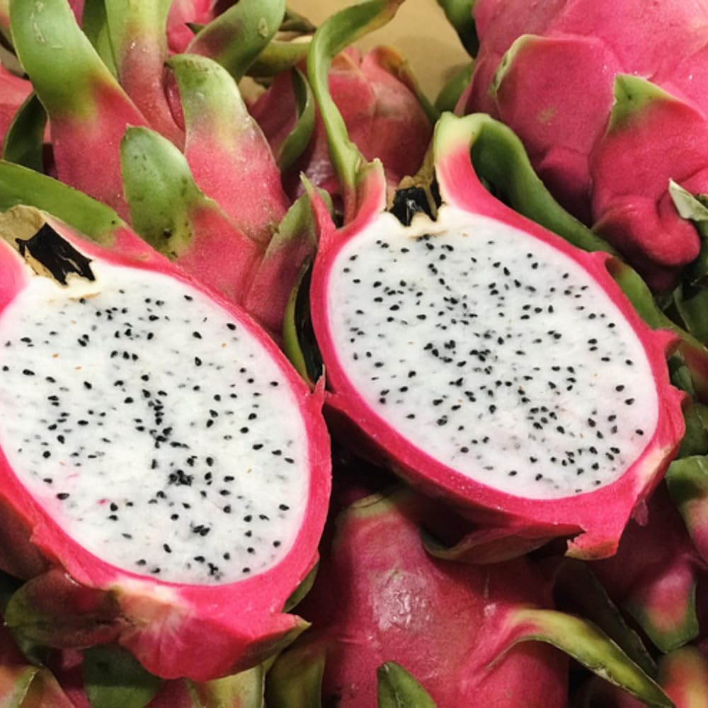 White Dragon Fruit Tree Live Plant, 3 Gallon Pot, Live Dragon Fruit Plant, Sweet Fruit Plant Outdoor Garden