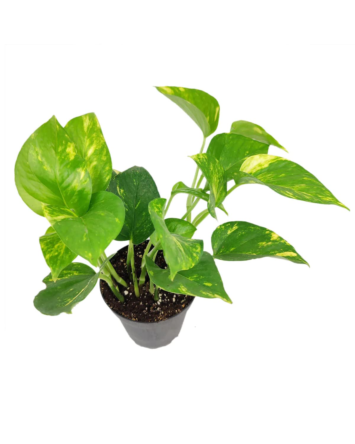 Golden Pothos (4" Grower Pot) - Trailing Easy to Grow Houseplant - Best Air-Purifying Houseplant for Home and Office Decoration