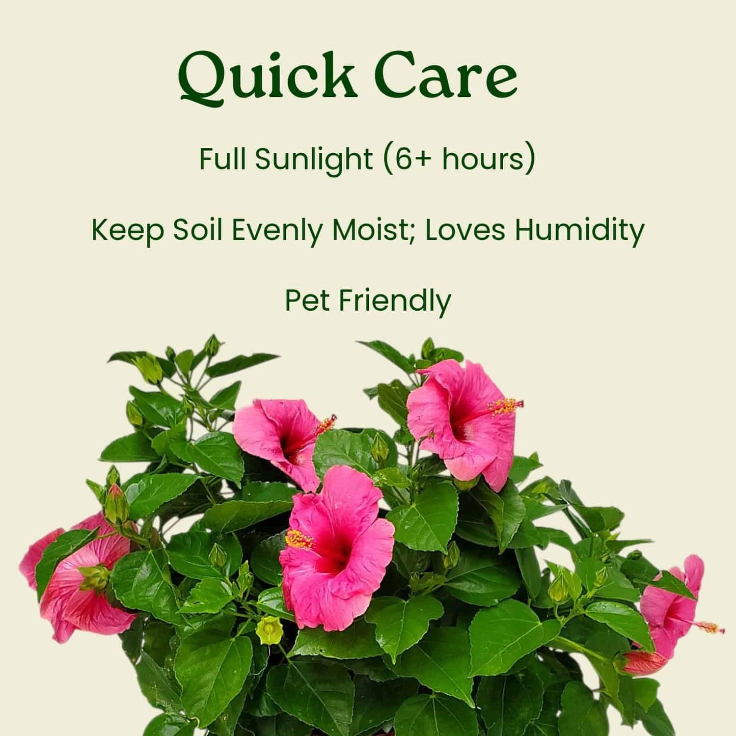 Tropical Plants of Florida - Pink Yoder Dwarf Hibiscus Bush - Flowering Plant Live - 10" to 12" Overall Height - 1 Gallon Planter (Plant Only)