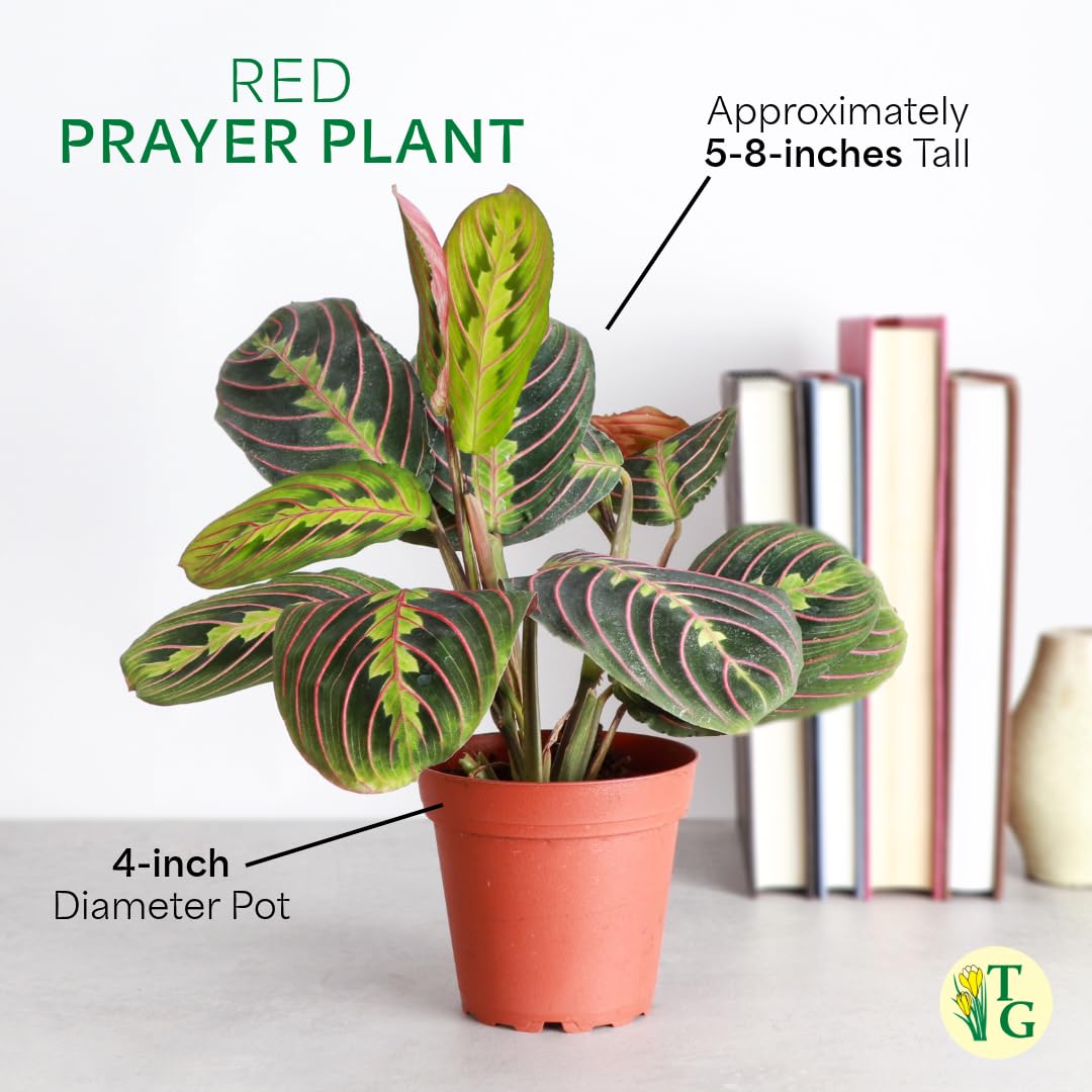 Thorsen's Greenhouse Red Prayer Plant, Live Indoor Plant, Pet Friendly, Popular Houseplant, Red Maranta, Easy to Grow, 4" Diameter Pot (Gold)