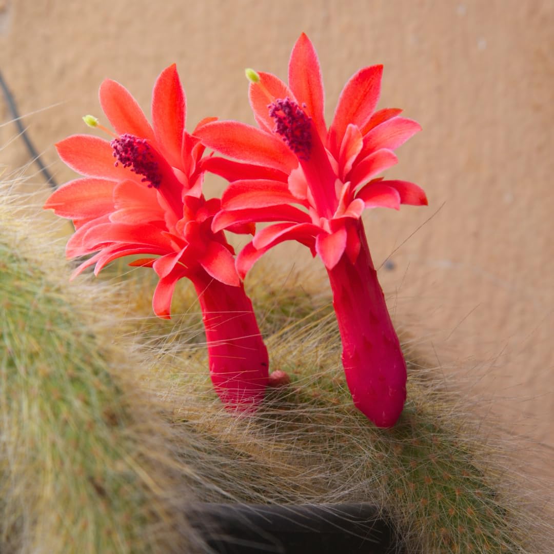 Trailing Monkey Tail Cactus Plant Live for House Plant, Live Succulents Plant for Planting Indoor Oudoor, 6 to 8 Inches Tall, No Pot