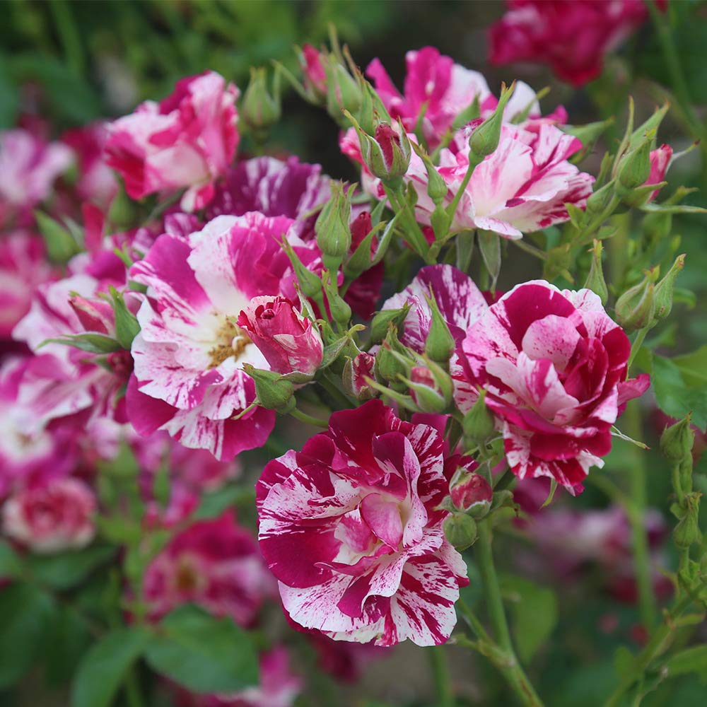 Heirloom Climbing Roses, Live Own Root Plant for Outdoor Garden, Purple Splash, Moderately Fragrant, Hardiness Zones 5-10, Repeat Blooming