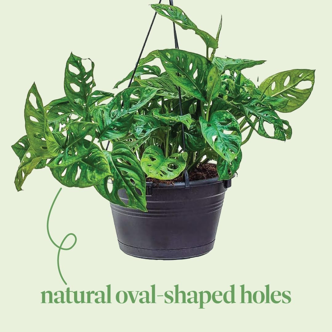 American Plant Exchange Monstera Adansonii – Live 8-Inch Hanging Basket Swiss Cheese Vine Plant, Easy-Care Trailing Houseplant, Low-Maintenance Air Purifying Plant for Home, Office & Garden Décor