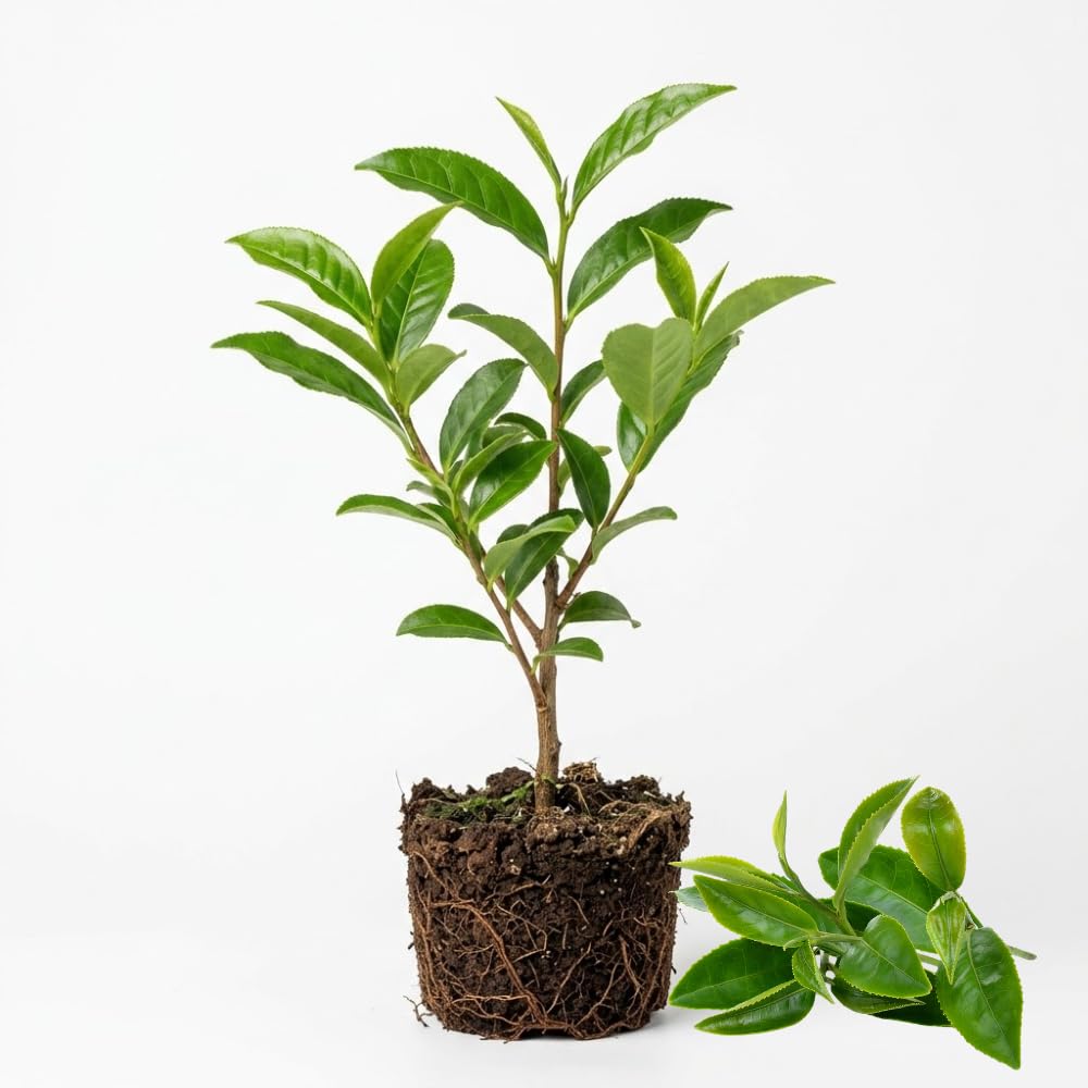 Camellia Sinensis Plant Live 4 Inch Tall | Evergreen Tea Plant | Ideal for Patio Containers, Garden Beds, Hedge Planting & Landscape Use