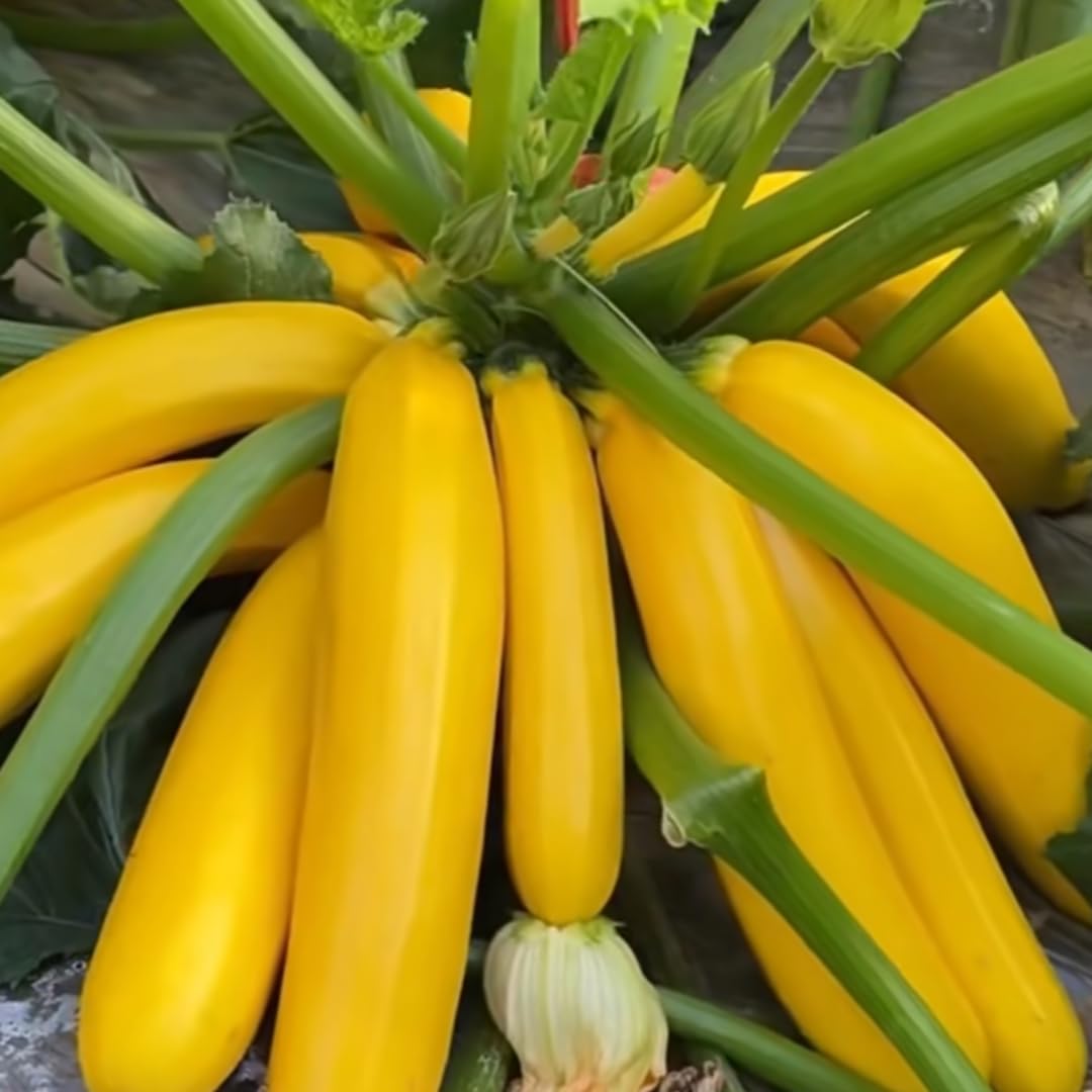 Set 2 Zucchini Plants Live for Planting, Squash Plants Pot 4 Inc, Yellow Vegetable Plants Live Indoor Outdoor