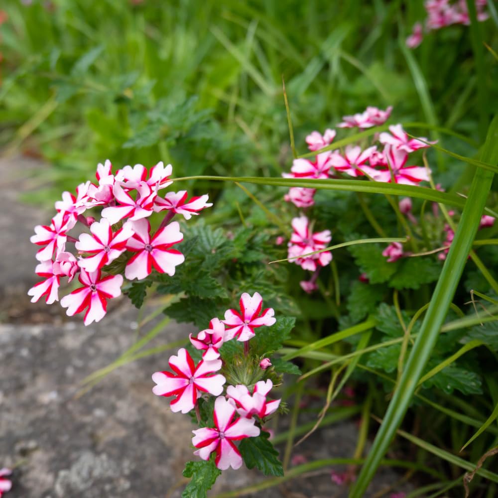2 Verbena Live Plants, Trailing Verbena Plants for Planting Outdoor, Perennial Ground Cover Flowers 4-7 Inches (Bicolor)