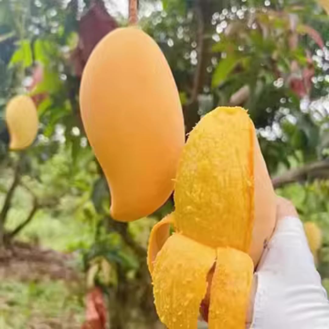 Keo Mango Tree Live Plant Grafted, 2 to 3 Feet Tall in Gallon Pot, Ready to Bear Fruit in 1 Year, Sweet Mango Tree for Planting