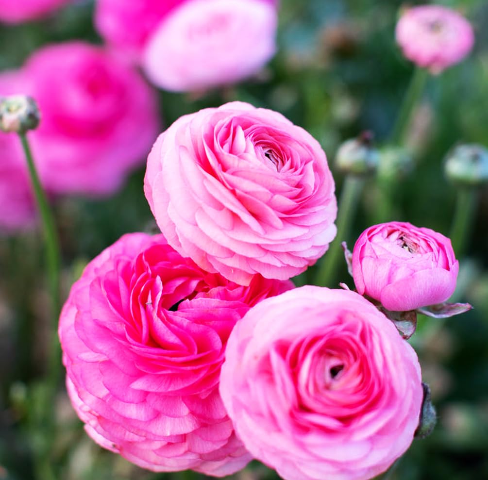 Mixed Peony Ranunculus Bulbs- Persian Buttercup -10 Corms Bulbs Flowering Blooms Perennial Bulbous Root Garden Plant (Pink)
