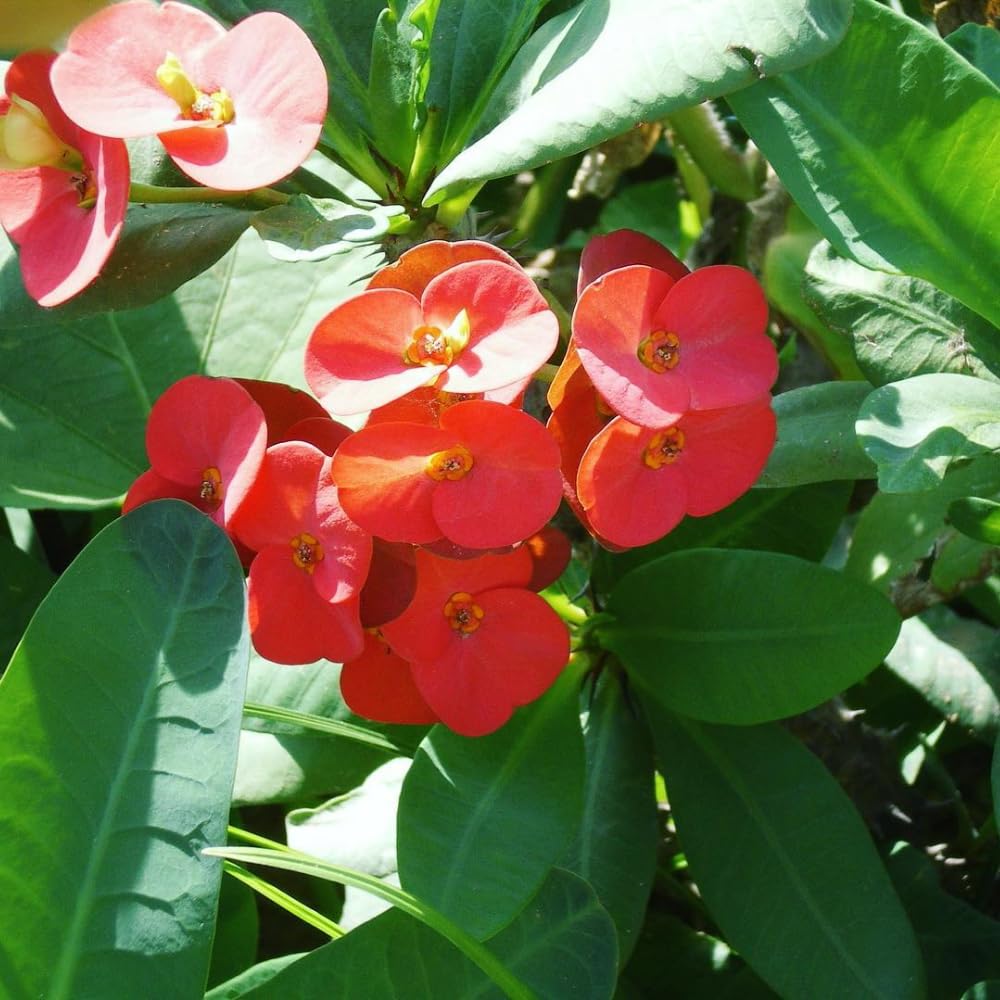 Red Crown of Thorns Live Plant in 4 Inch Pot, Euphorbia Milii Live Plants, Red Flower, 4-7 Inches Tall for Indoor Outdoor Planting