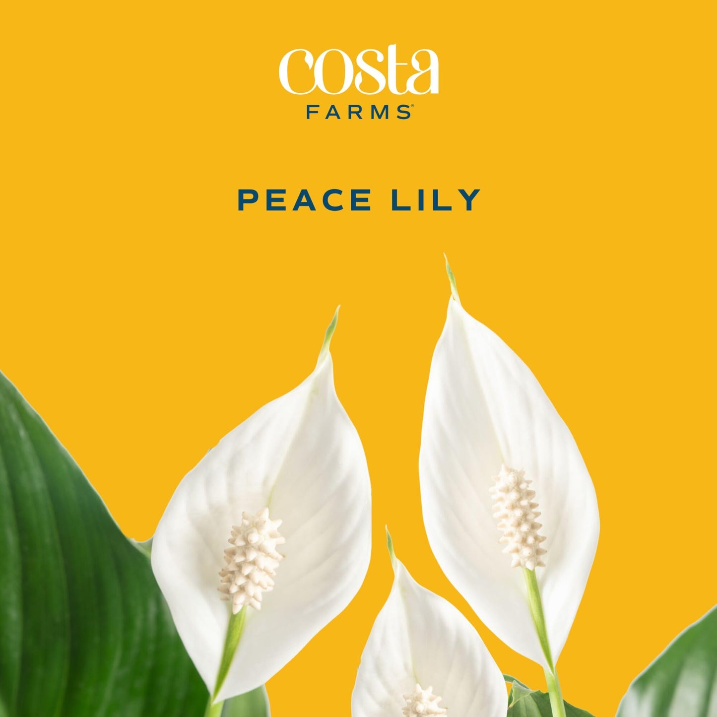 Costa Farms Peace Lily Live Plant in Decorative Pot, Large Air Purifying Flowering Indoor Houseplant, Perfect for Home, Room, or Office Decor, Great House Warming or Birthday Gift, 2-3 Feet Tall
