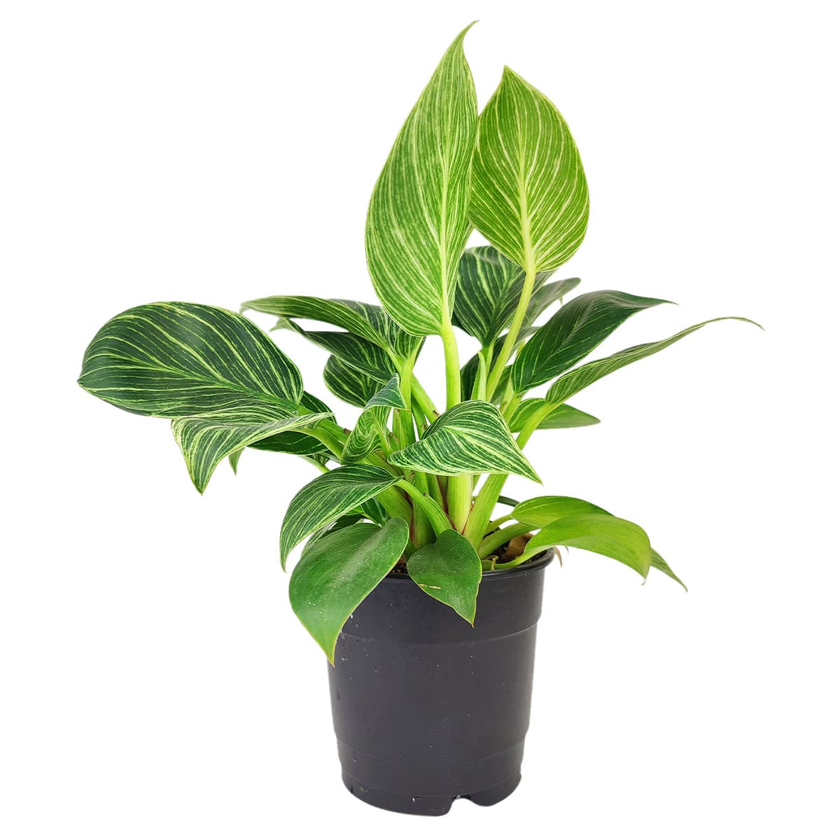 Philodendron Birkin (4" Grower Pot) - Rare Variegated Houseplant - Easy to Grow, Easy to Care Low Light Houseplants - Colorful Foliage Air-Purifying Plant
