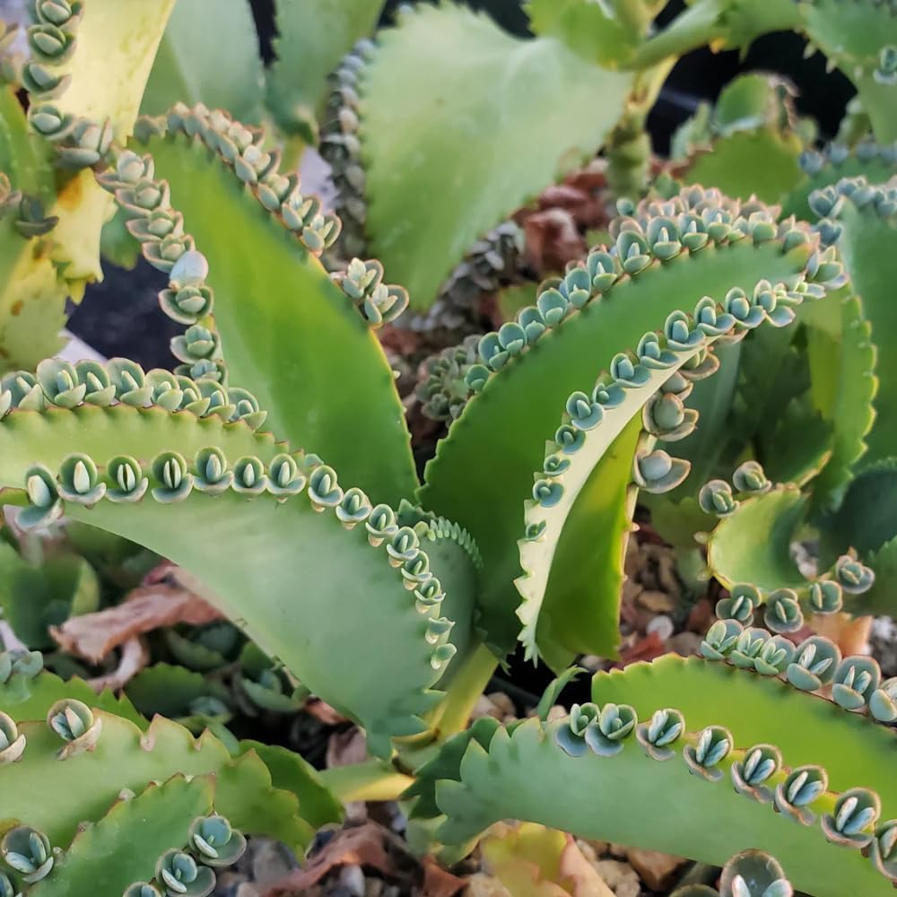 Kalanchoe Mother of Thousands Plant Live in 4 Inch Pot Rooted Plant, Kalanchoe Succulent Live Plants Indoor Outdoor, Easy to Care, Great for Home Office Wedding Decorations DIY Projects Party Favor.
