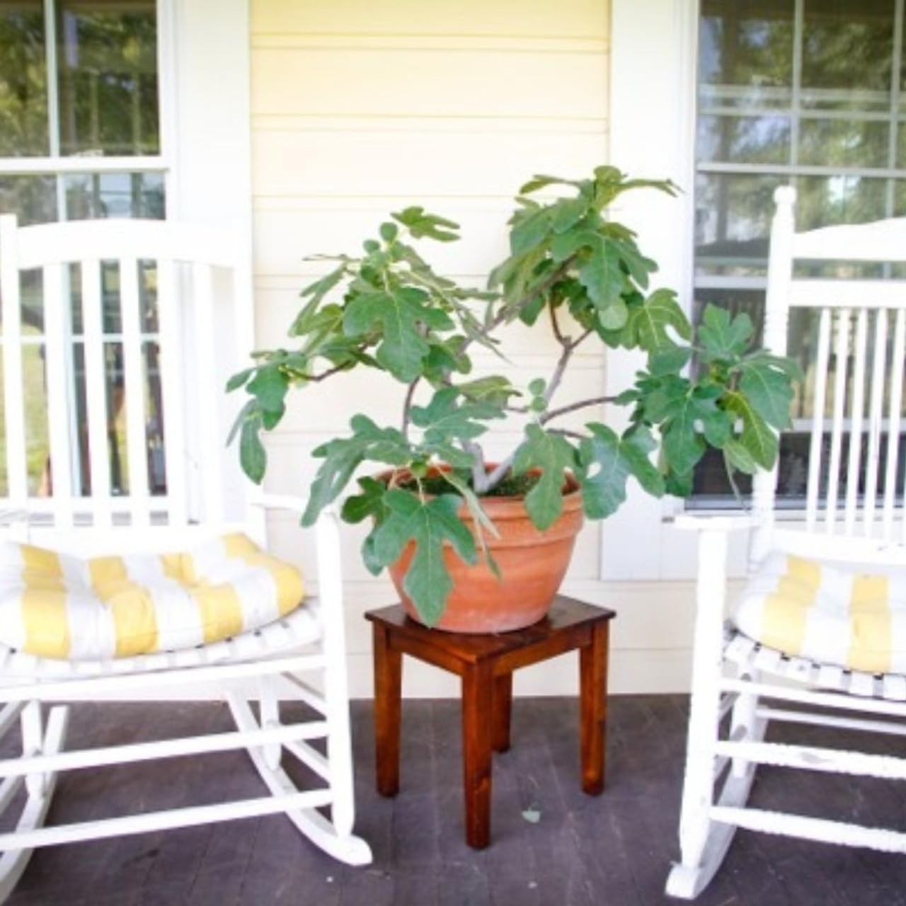 Fignomenal Fig Tree - Dwarf Fig Tree – Perfect for Containers - 4-6 Inches Tall - Self Fertile - Ficus Carica