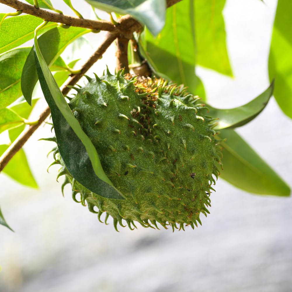 Soursop Live Plant, Tropical Soursop Fruit Tree 5-8'' Tall, Annona Muricata Tree for Growing Outdoor