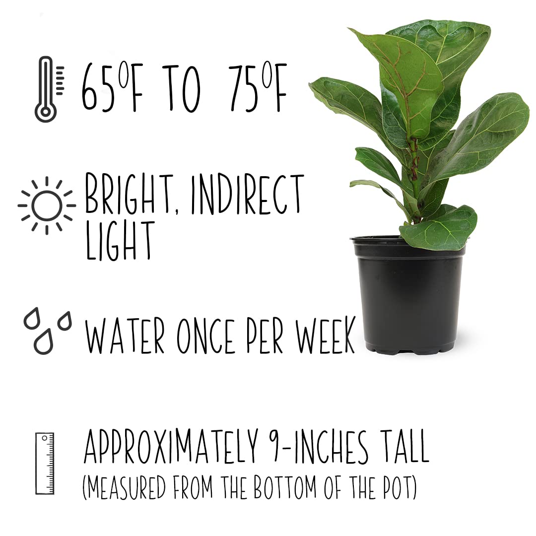 Plants for Pets Ficus Lyrata Fiddle Leaf Fig Plant, House Plants Indoors Live Ficus Tree Live Plant, Fig Trees Live Plants Indoor Plants Live Houseplants Fig Plants Live in Planter Pot in Soil Mix
