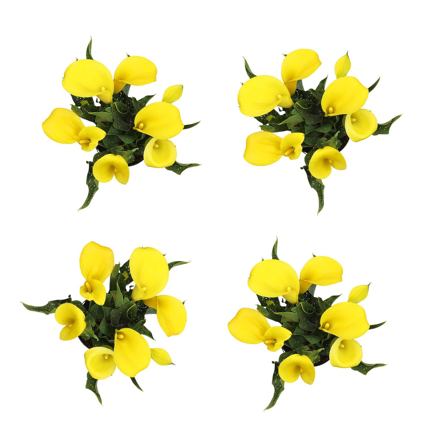 Calla Lily Plants Live Plants for Garden (4 Pack), Yellow Flowers for Delivery Prime, Potted Flowers for Garden Flowers Live Plants Outdoor Plants Live Houseplants, Calla Lily Bulbs by Plants for Pets