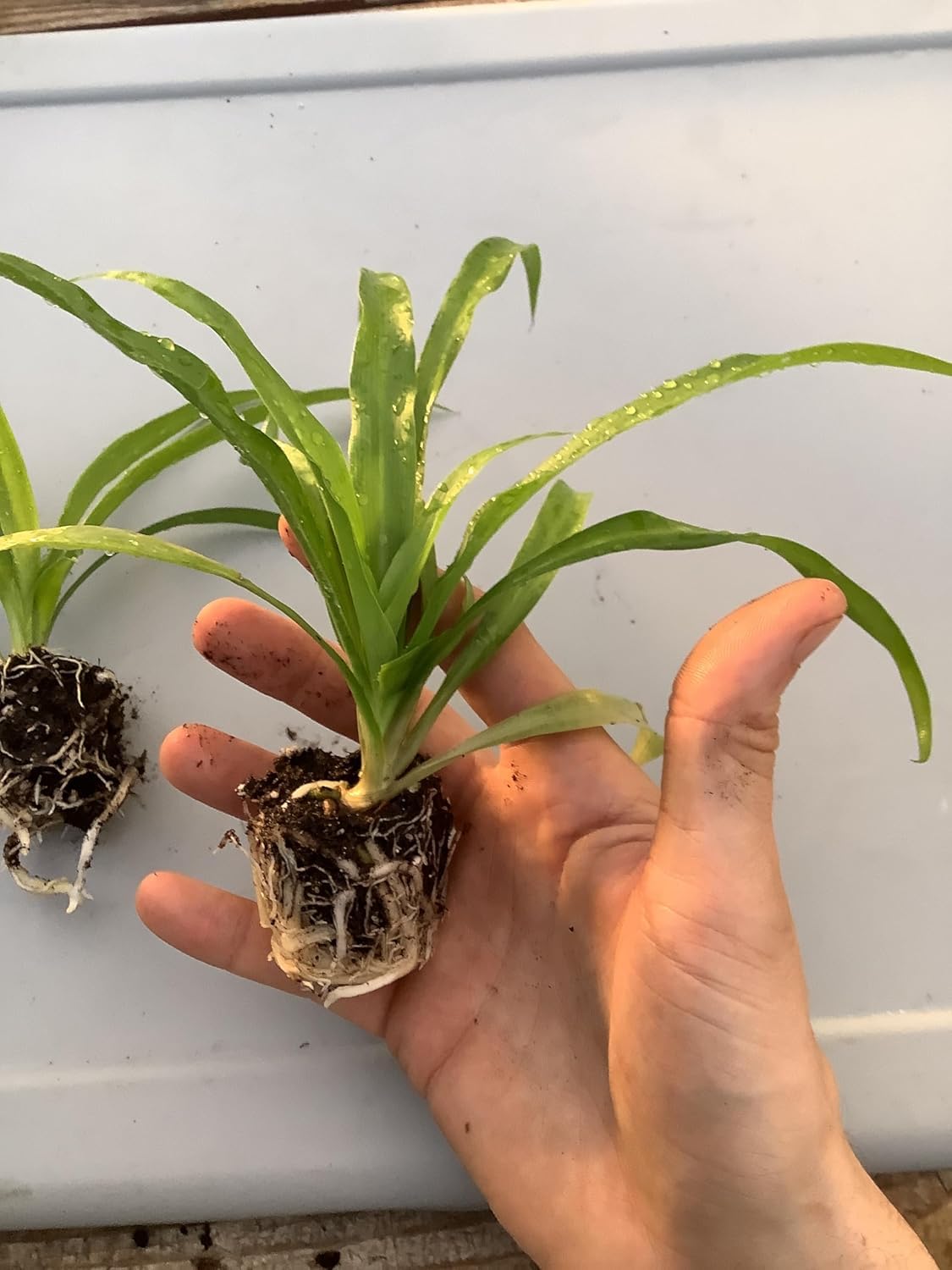 Live Green Spider Plants - 2 Starter Plugs for Home & Office Decor - Air Purifying Houseplants with White & Green Variegated Foliage - Easy to Grow Indoor Outdoor Garden Plant