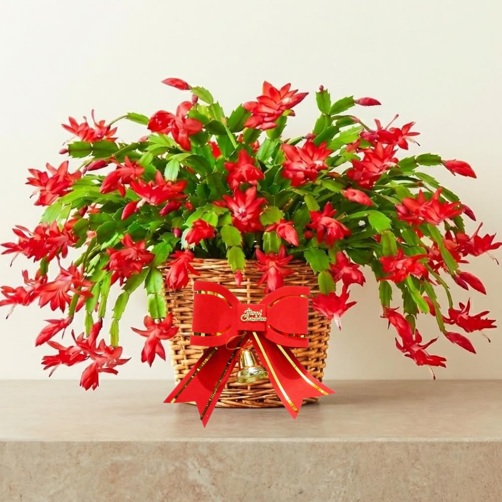 2 Red Christmas Cactus Plants, Thanksgiving Cactus 3-6 Inch Tall, Winter Succulents Flowers Container Hanging Basket Indoor Outdoor Planting