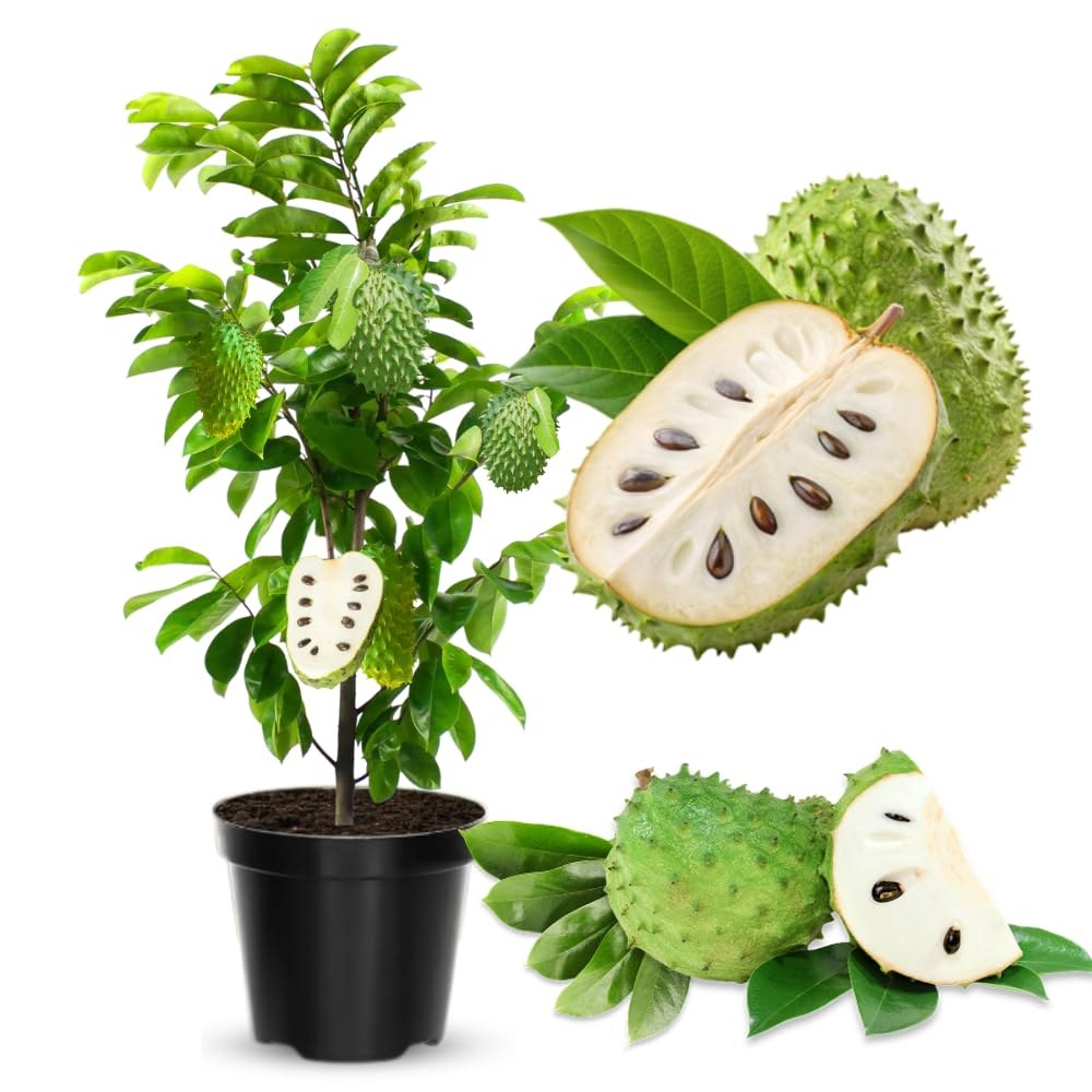 Soursop Tree Live Plant in Half Gallon Pot, Tropical Annona Muricata Guanabana Seedling Size 7-12" in Tall, Zones 9-11