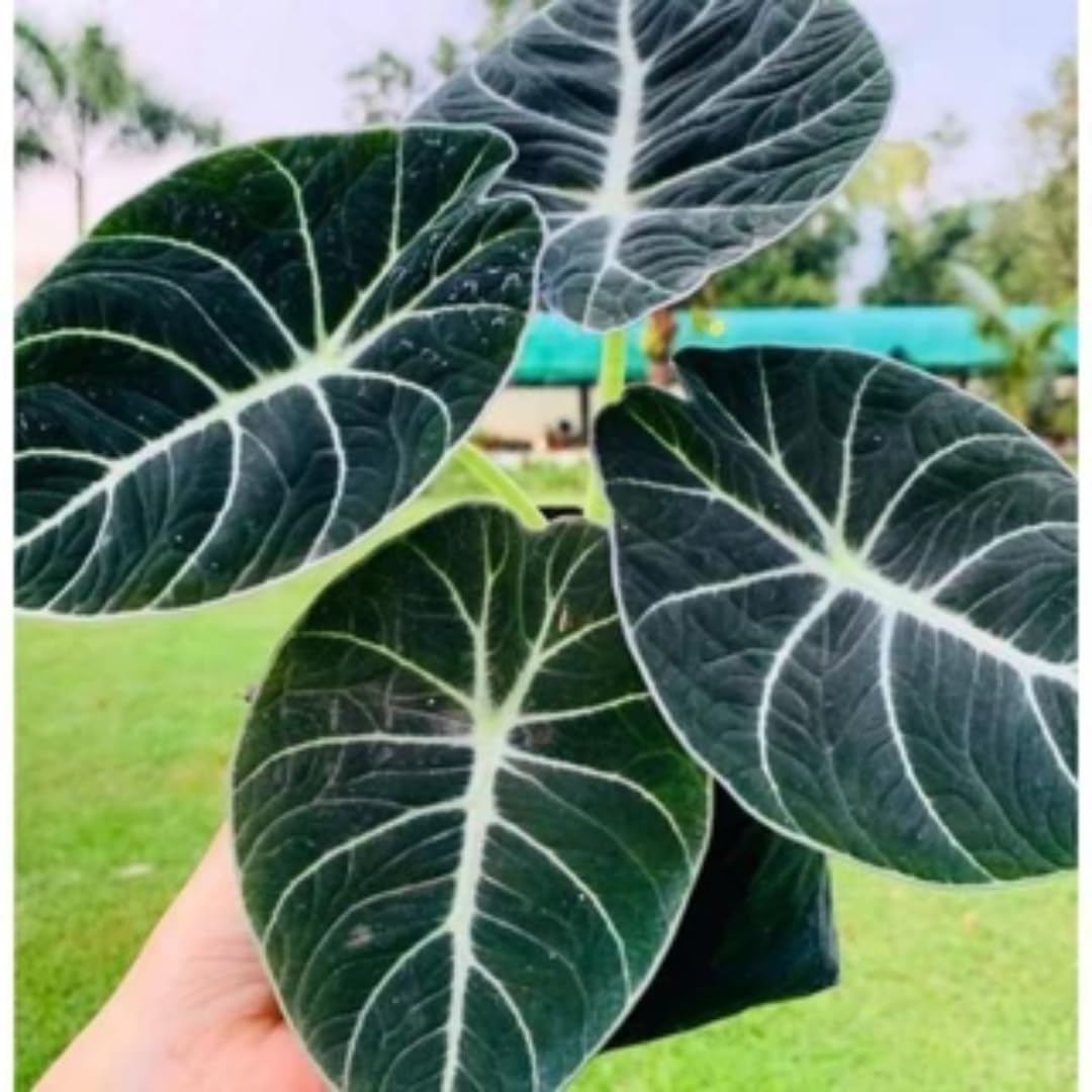 Sets 5 Alocasia Black Velvet Live Plants Indoor, 4-6 Inches Tall - Tropical Plant with Dark Leaves, Low Maintenance