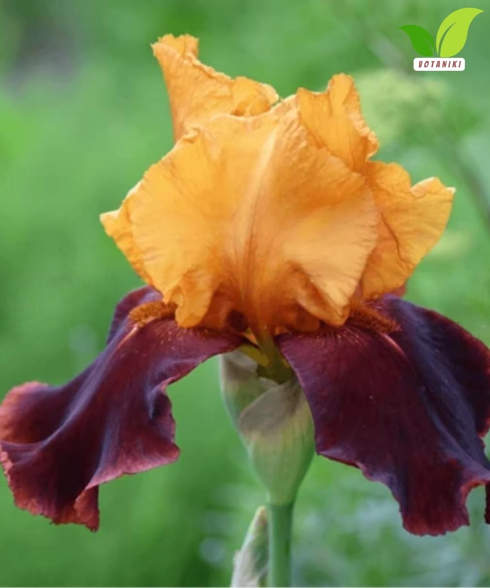 Votaniki Iris Howard Weed Tall Bearded Iris Rhizome Apricot Yellow Red Flowers Spring Bloom Garden Borders Full Sun Outdoor Planting Perennial (Pack of 3)