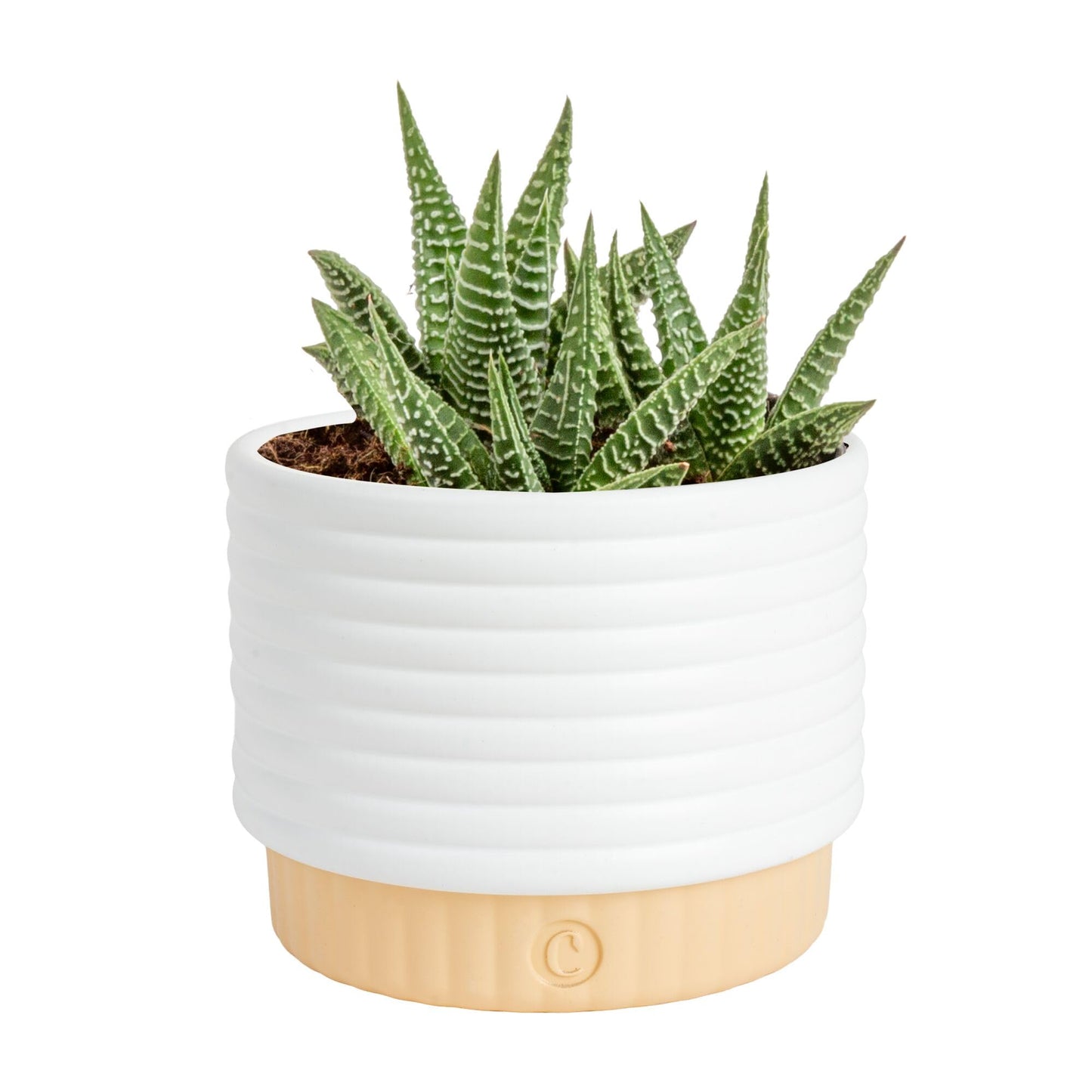 Costa Farms Live Succulent, Easy to Grow Haworthia Plant in Planter Pot, Succulent Houseplant in Potting Soil, Indoors Garden Gift, Cacti Room Décor and Home Décor, 4-Inches Tall