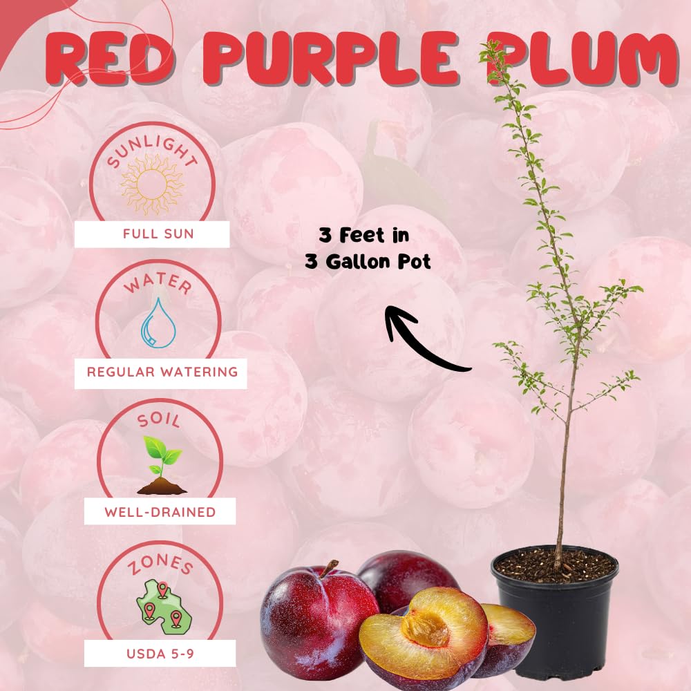 Plum Tree, Plum Live Plant, Sweet Fruit Plant, Live Fruit Tree for Outdoor Planting, 3 Feet Tall in 3 Gallon Pot, No Ship to CA (Red Purple)