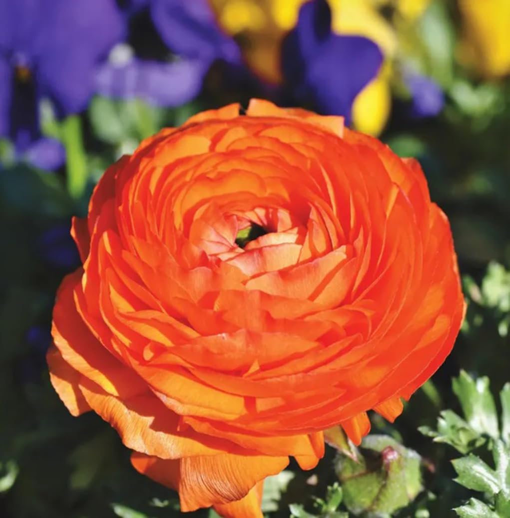 10PCS Mixed Color Ranunculus Bulbs Double Buttercups Spring Rose Bulb Wedding Flower Bulbs