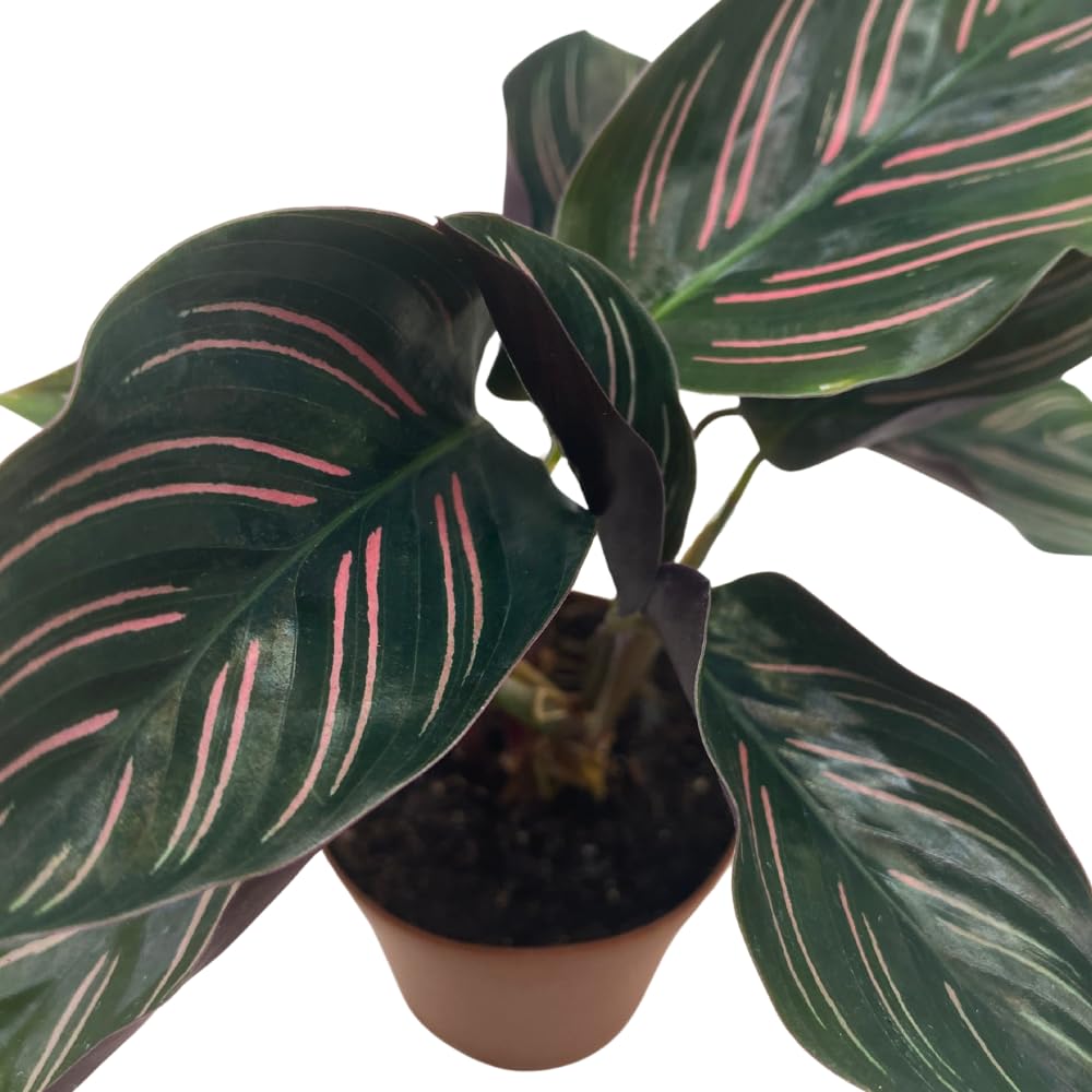 BubbleBlooms Calathea Ornata, Pinstripe Prayer Plant, Zebra, Cathedral, Peacock in 2 inch Pot