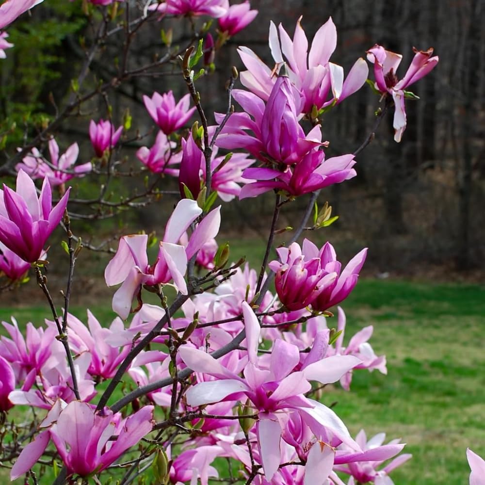 Jane Magnolia Plant Live, 6-12 Inch Tall, Magnolia Tree in 2.5” Pot, Flowering Ornamental Tree