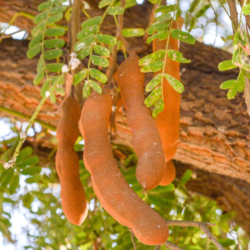 Tamarind Tree Plant Live, Tamarind Fruit Perennial Tropical Plants, Live Fruit Tree, 3 Feet Tall in 3 Gallon for Outdoor Gardening