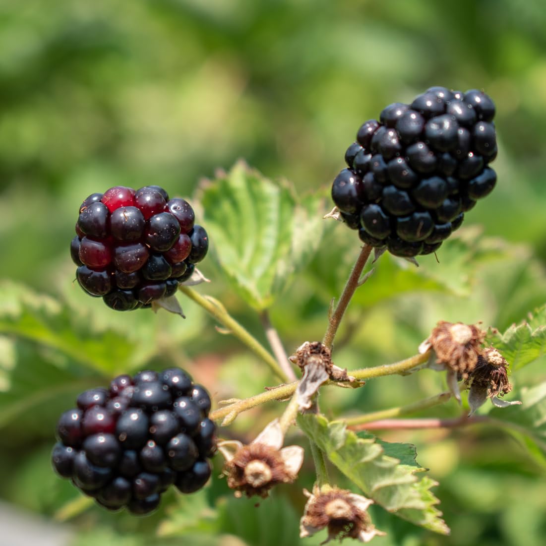 BlackBerry Plant Freedom-Ark (4 Pack) | Live Fruit Plant for Planting | Thornless & High-Yielding Variety | Large, Sweet & Juicy Berries | Perfect for Fresh Eating & Organic Gardens | Easy to Grow