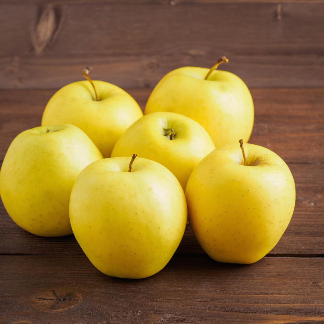 Live Delicious Apple Tree Plant, Sweet Apple Fruit Tree 2-3 Feet Tall in 3 Gallon Pot, Hardy Outdoor Tree, Ready for Planting, No Ship to CA (Yellow Apple)