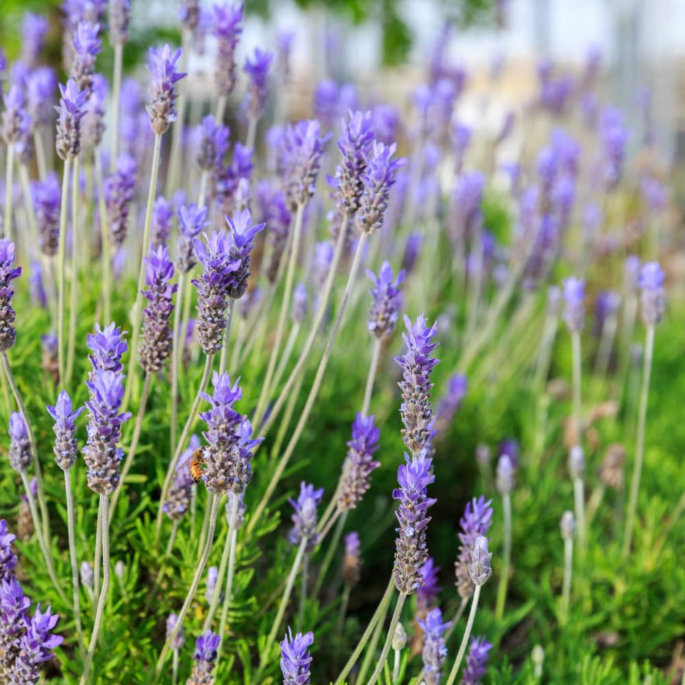2 French Lavender Plants Live Outdoor Indoor, in 4" Pots, Cold Hardy Fragrant Perennial Herb for Garden and Landscape, 4-8 Inch Tall