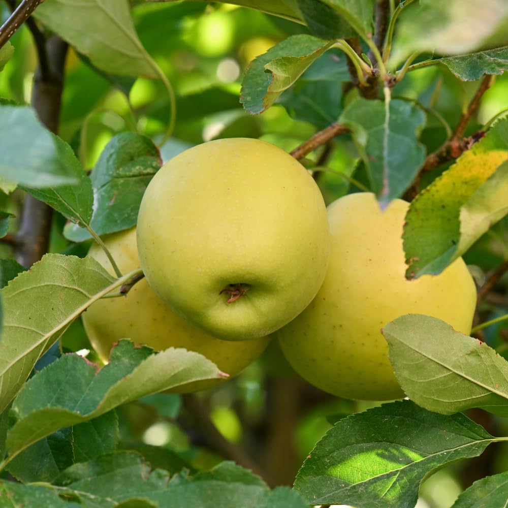 Apple Trees Live Plant, Golden Delicious Apple Tree in 3 Gallon Pot, Sweet Fruit Tree from 2 to 3 Feet Tall, Ready for Outdoor Garden, No Ship to CA