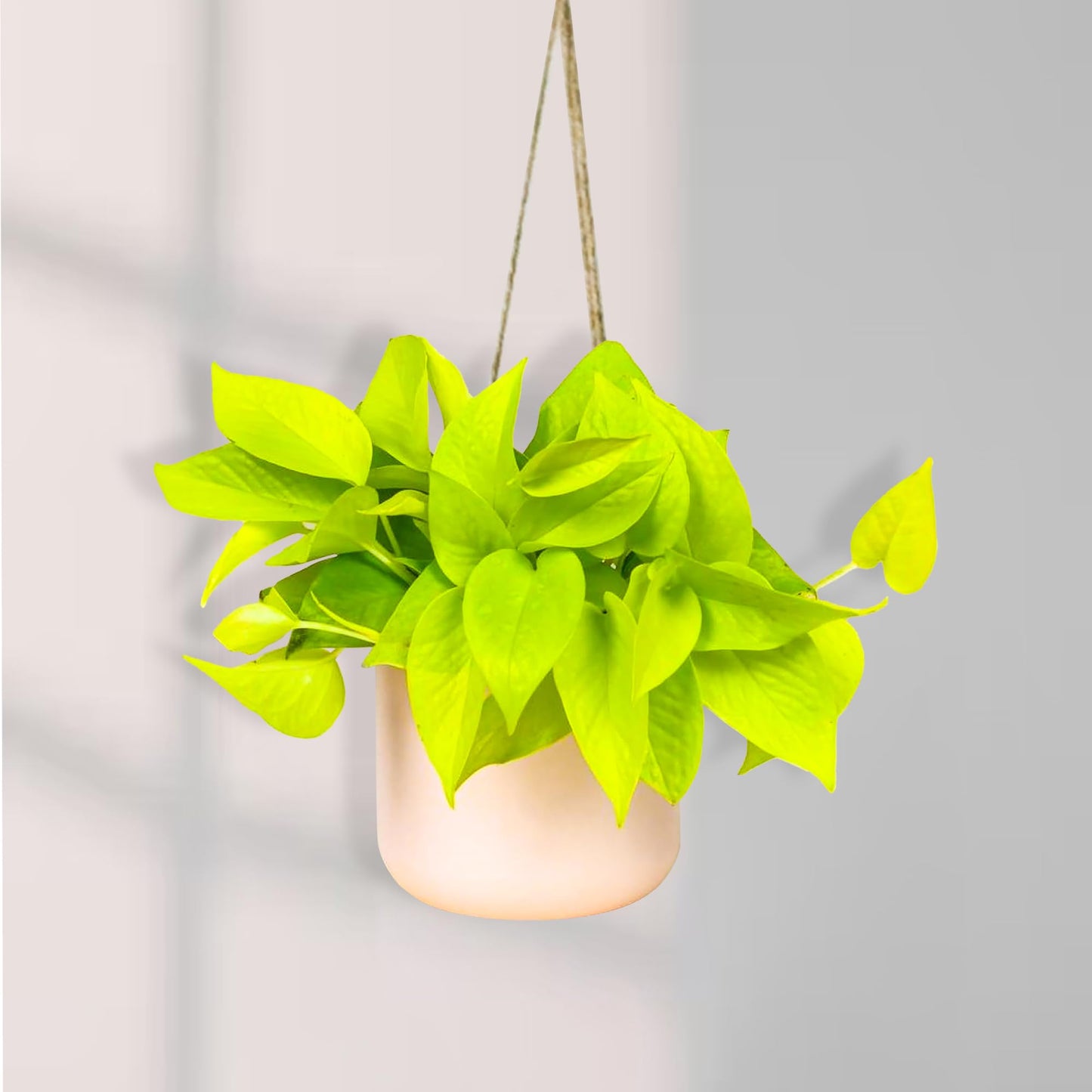 Pothos Neon Live Plant (Devil’s Ivy) – 4″ Bright Chartreuse Variety of Golden Pothos - Low Maintenance Indoor Houseplant - Air Purifying Epipremnum Aureum - Easy Care for Home & Office